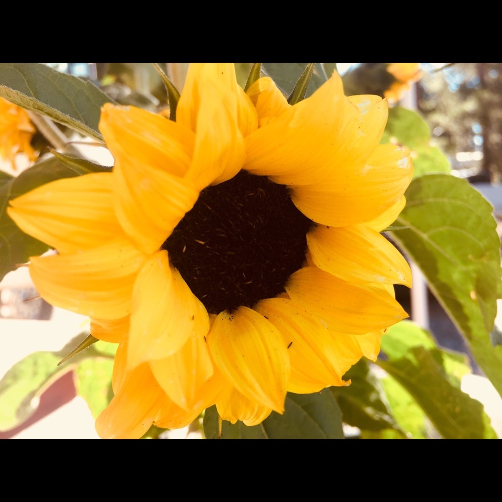 Meet your Posher, Alicia